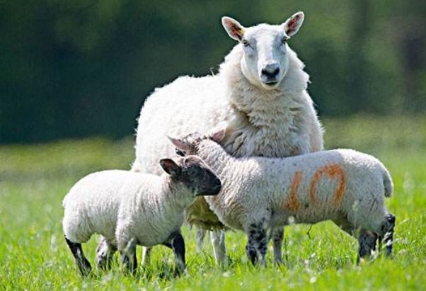 022年羊的贵人，2022