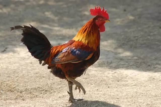 022年属鸡运势详解，2022年属鸡人的全年运势"