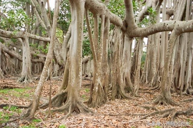 属猪的出生于那些年，名字免费测分打分