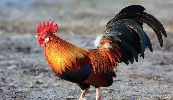 022年属鸡人的全年运势女性,属鸡人2022