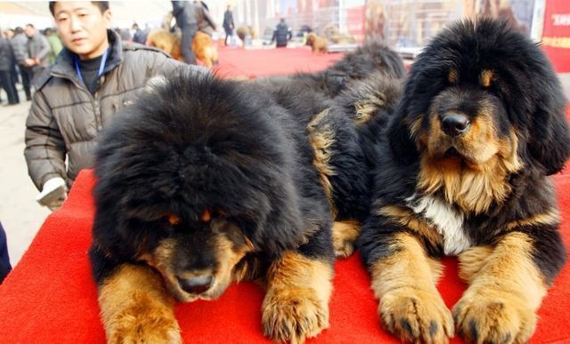 查属狗人今天的运势怎样，属狗今年每月运势如何