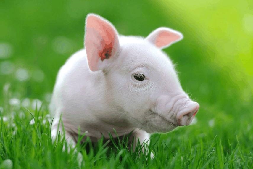 猪今年运势及财运2022,2022 年属猪人的全年运势女性