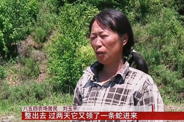 鼠和蛇父子好不好，蛇爸生鼠宝宝好不好