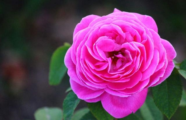 022属羊的人财位在哪个方向，2022