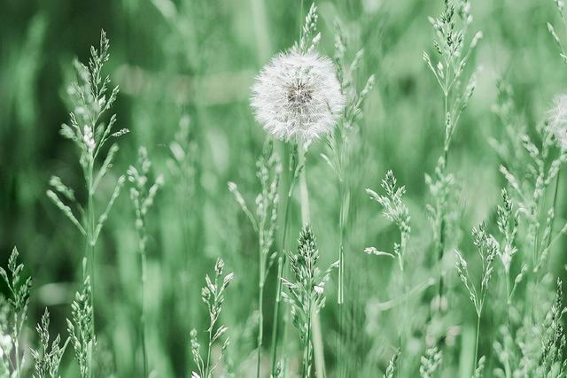白羊女把心给了哪个星座，白羊女都嫁给了摩羯男