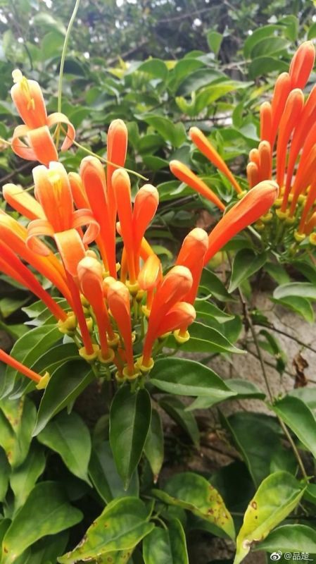 有羊刃的男人一定克妻吗，命带羊刃的女人能娶吗