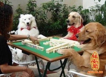 属羊女打麻将旺财 *** ,2022 属牛今日麻将财运方位