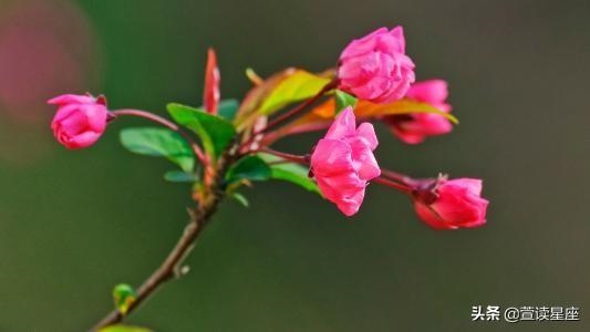 9岁的人今年运气怎么样，属鸡人39岁转运"