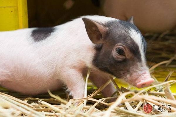 3年属猪男和91属羊女,83年可以跟91岁的羊在一起"