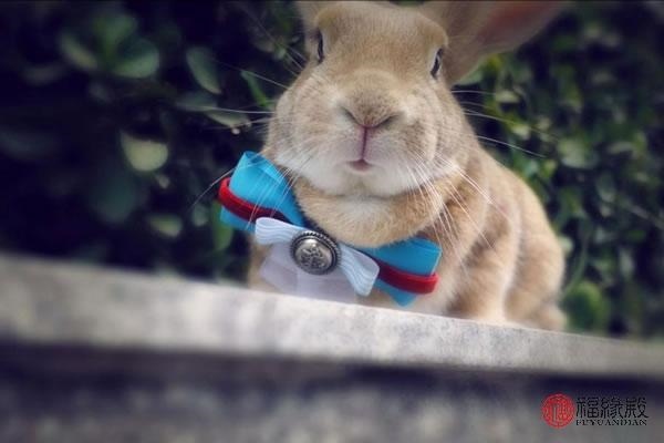 属兔男重感情吗，属相不合真的不能结婚吗