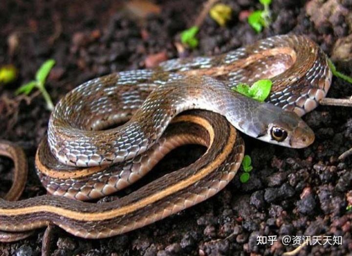 022年属蛇的多大年纪，1977年属蛇人46岁大难"