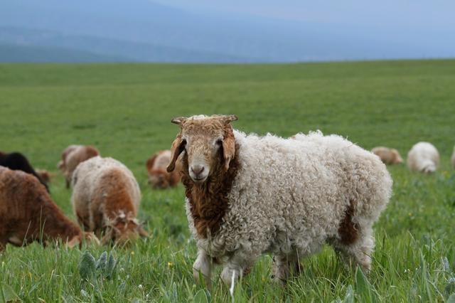 022年羊男的全年运势如何，91年属羊男2022年运势"