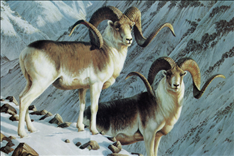 7年属羊的人是什么命，67年属羊54岁命中注定"