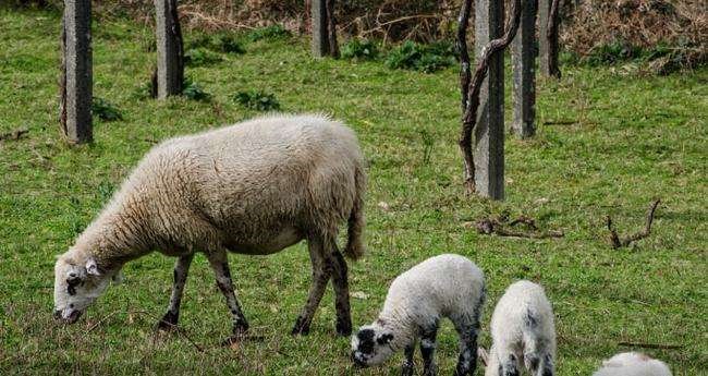属羊人与什么属相相克，82年父母和2003年羊相刑不