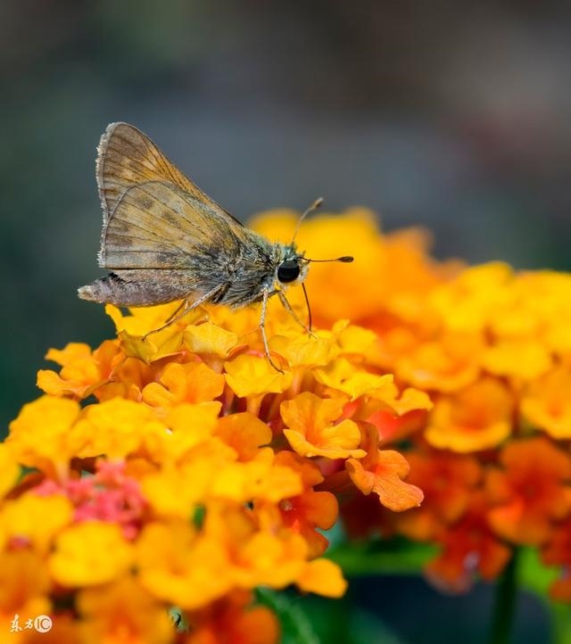 马人的贵人属相，2022 年属马人的贵人属相