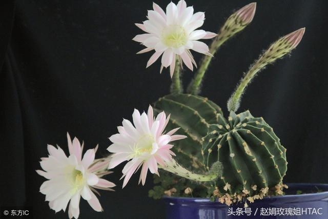 属狗的旺财招财摆件，属狗的戴什么玉吊坠好