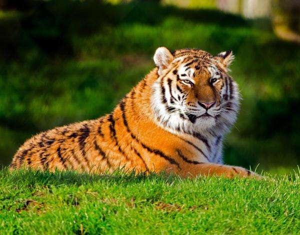 022年属虎的人的全年运势,1986年的虎2022年要孩子好"