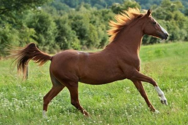 991年属羊男的更佳配偶，1991年属羊2022