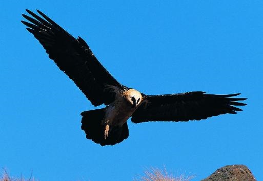 容易被女孩看上的生肖男，容易生男孩的生肖女