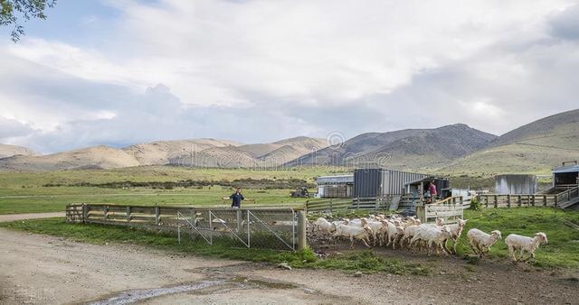 属羊为什么远离鼠,羊和鼠到底谁相害谁