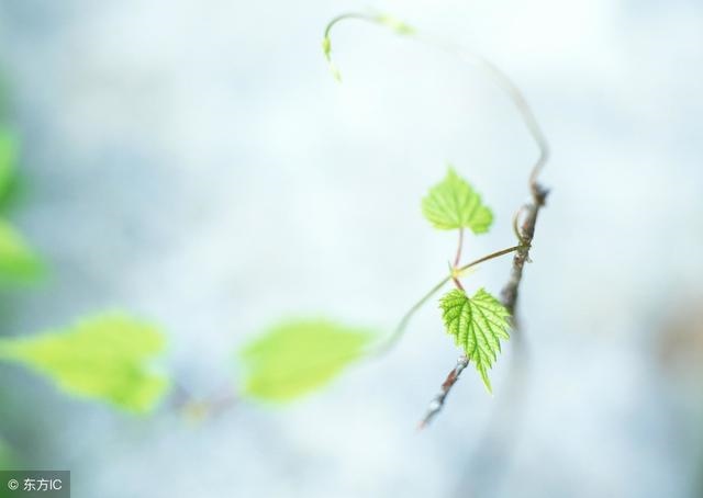 羊刃格富贵女命带权，此命局入羊刃格女命