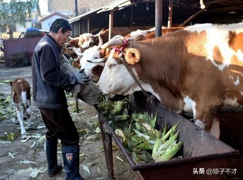 羊和牛真的不能在一起吗，牛马结婚真的会克死吗