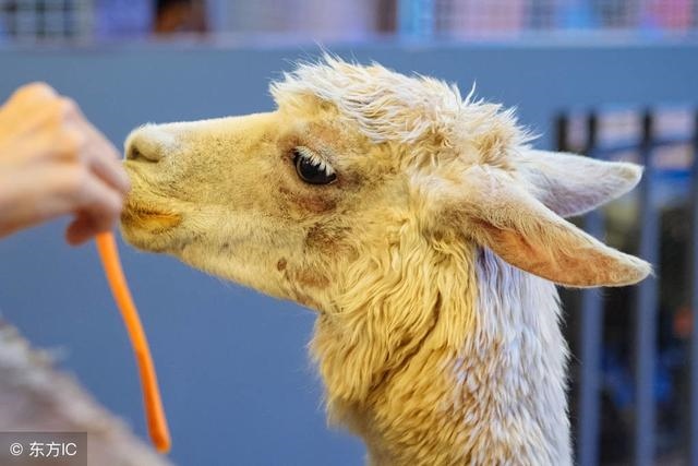 生肖羊一生的财运贵人，羊生肖一生中的贵人