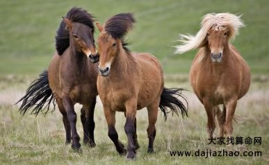 属马和猴属相合不合，78属马最难熬的年龄