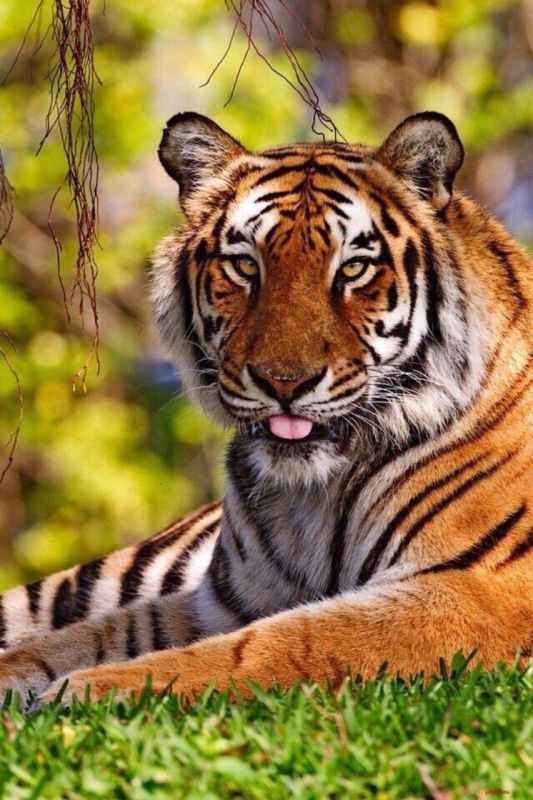 羊和虎在一起有财运吗，2022 年属羊越冲越旺