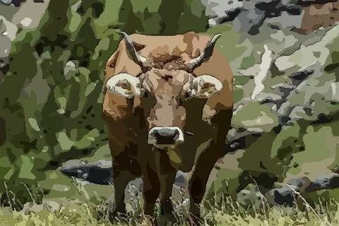 属牛人的2022年运程，1985属牛人2022 年运势运程