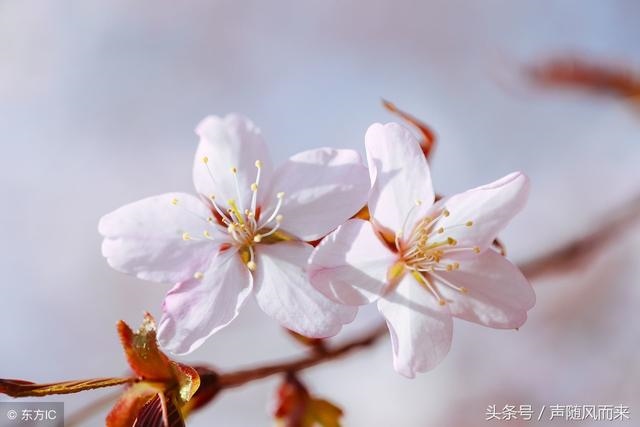 属猪的出生于那些年，名字免费测分打分