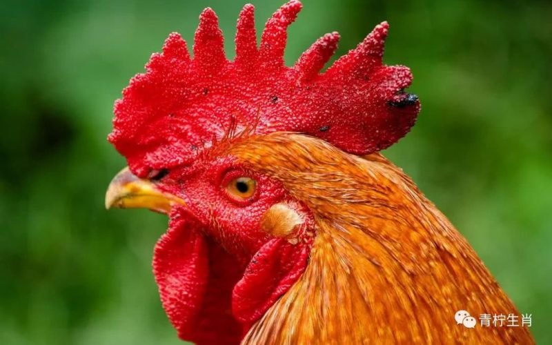 022年属鸡人的运势怎么样，2022