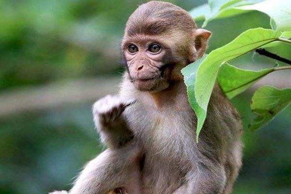 022年1980属猴贵人,1980年的猴在2022年"