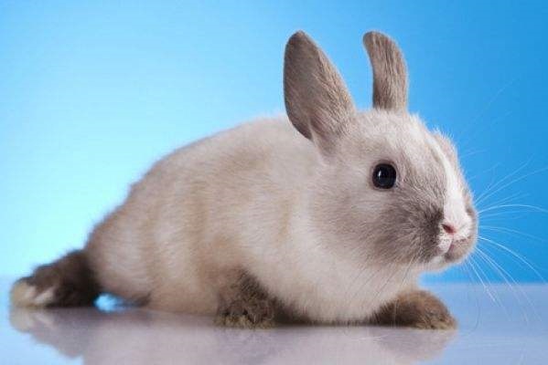 属兔的是8几年的，87属兔二次婚姻在几岁