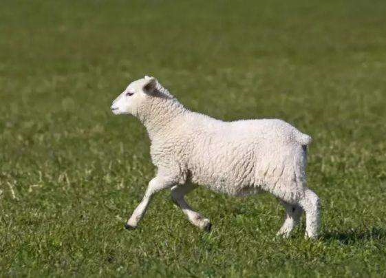 属羊的女人几月份出生命最苦，91年属羊男命太苦了