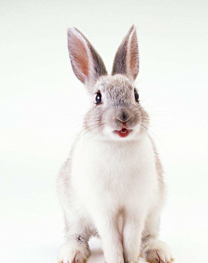 属兔找对象属什么好，兔的更佳配偶属相年龄