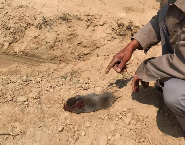 生肖羊的克星是什么生肖，属羊一生的贵人和克星