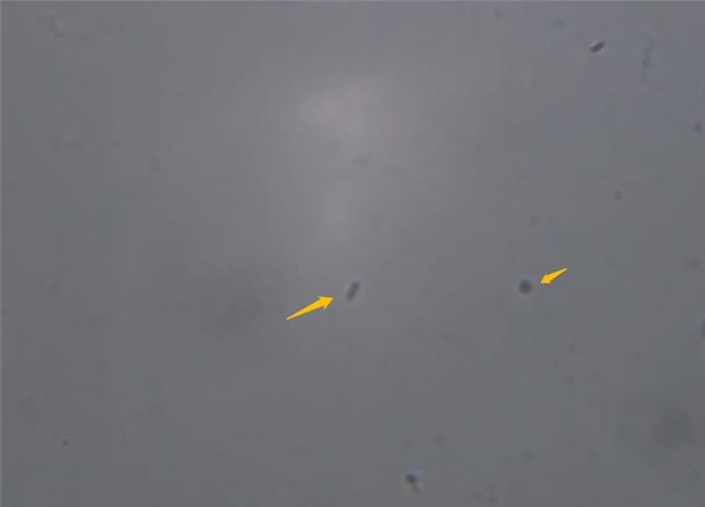 属羊男人喜欢吻哪里，怎样让属羊男最喜欢的女人