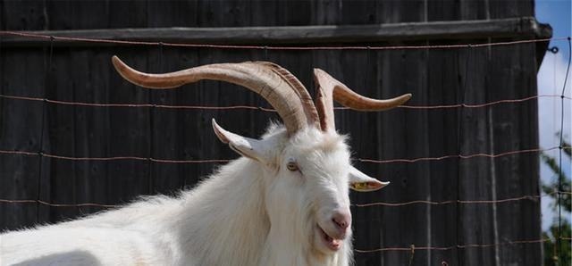 9年属羊的更佳配偶，1979羊更佳配偶属相"