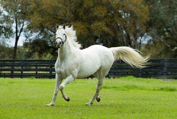 属羊的和什么属相相配更好，属羊的跟属什么才好