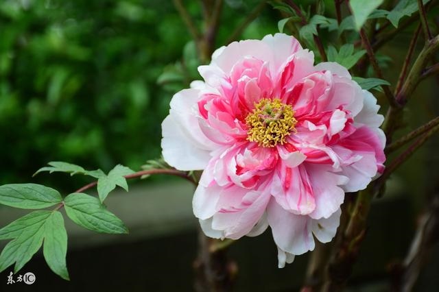 属狗女11月份运势，属狗10月份运势如何