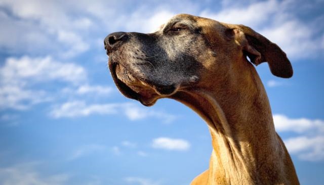 狗狗年龄对照表，狗狗年龄和人的年龄表