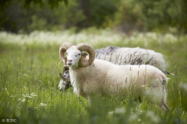 022年属羊女运气最倒霉，属羊人的一生运气"