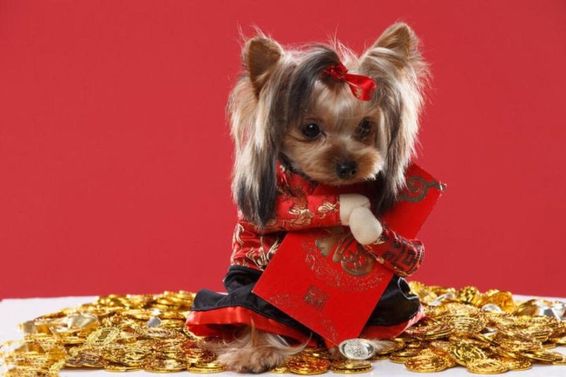 0年属狗11月份的运势,1970属狗的11月生婚姻"