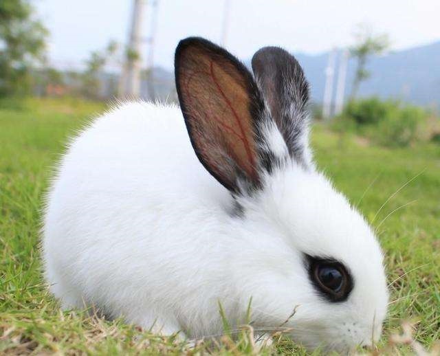 属兔的找什么对象更好，75年属兔47岁有一灾