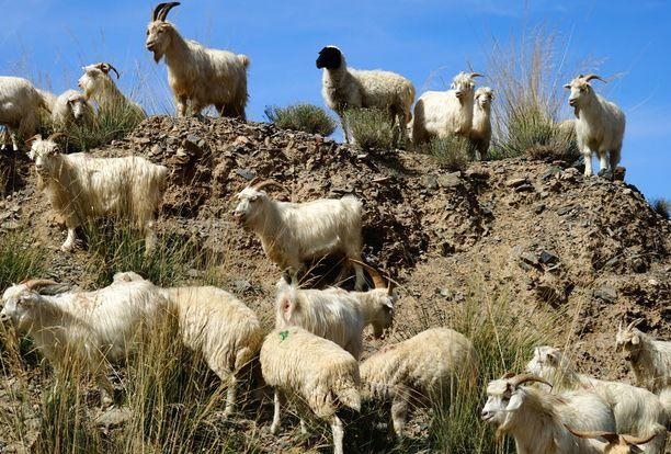 十羊九苦是什么意思，什么蛇是苦命蛇