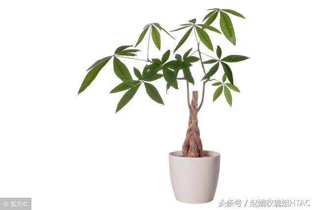 属狗的旺财招财摆件，属狗的戴什么玉吊坠好