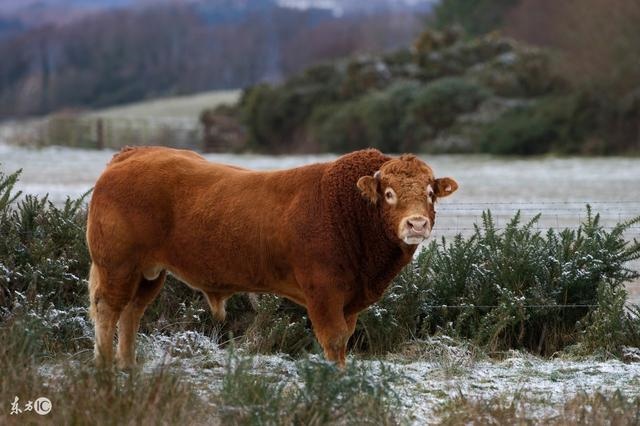 022年属牛横财运爆发,属牛的和什么属相不合"