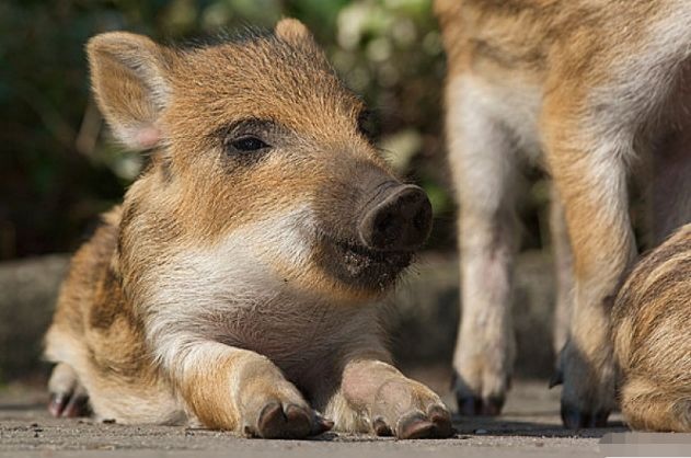 属猪2022年有牢狱之灾吗，71年属猪49岁有一灾2022