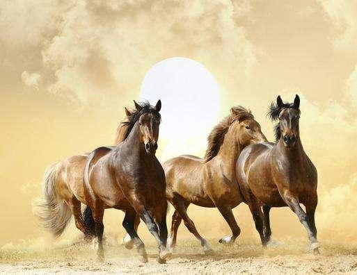 属马的今天的运势和财运,出生时间与命运